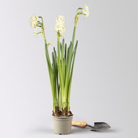 Narzisse 'Bridal Crown' , winterweiß, vorgetrieben, Topf-Ø 12 cm, 3 Pflanzen Narzisse 'Bridal Crown' , winterweiß, vorgetrieben, Topf-Ø 12 cm, 3 Pflanzen