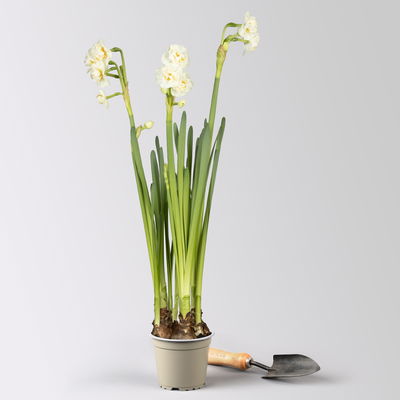 Narzisse 'Bridal Crown' , winterweiß, vorgetrieben, Topf-Ø 12 cm, 3 Pflanzen Narzisse 'Bridal Crown' , winterweiß, vorgetrieben, Topf-Ø 12 cm, 3 Pflanzen