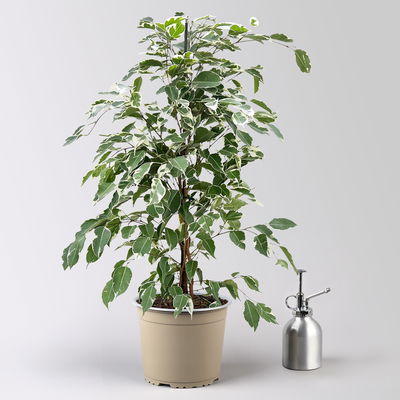 Birkenfeige 'Twilight' in Keramiktopf Dallas, Topf-Ø 17 cm, Höhe ca. 70 cm