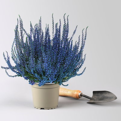 Knospenheide 'Picasso' gefärbt, Farben zufällig, Topf-Ø 12 cm, 6 Pflanzen Knospenheide 'Picasso' gefärbt, Farben zufällig, Topf-Ø 12 cm, 6 Pflanzen