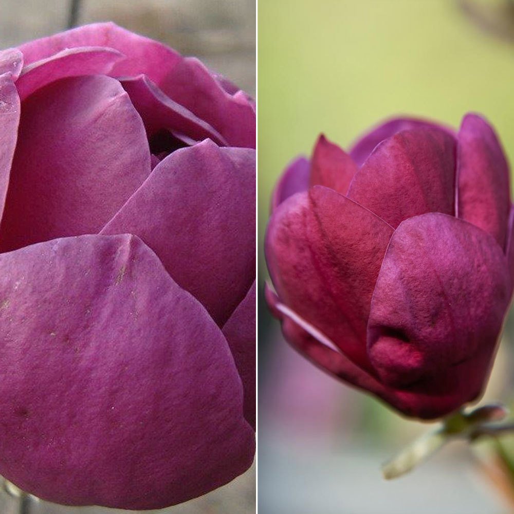 2er-Set Magnolien 'Besonderheiten Purpurrot' 'Black Tulip'®, 'Genie'®, Höhe 40-60 cm, im 5 Liter Topf