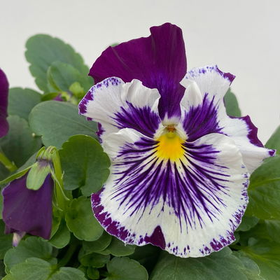 Stiefmütterchen Cats®, lilablau-weiß, Topf-Ø 13 cm, 6 Pflanzen