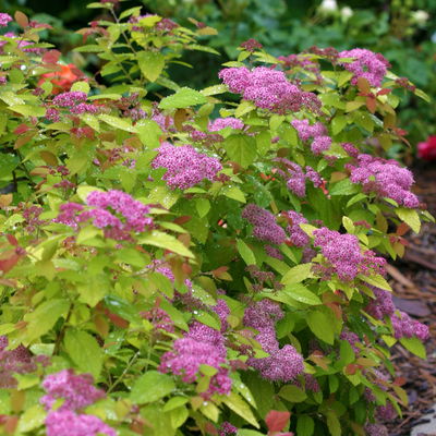 Goldorange Japanspiere 'Double Play®Big Bang', Spiraea japonica, Topf 5 Liter Goldorange Japanspiere 'Double Play®Big Bang', Spiraea japonica, Topf 5 Liter