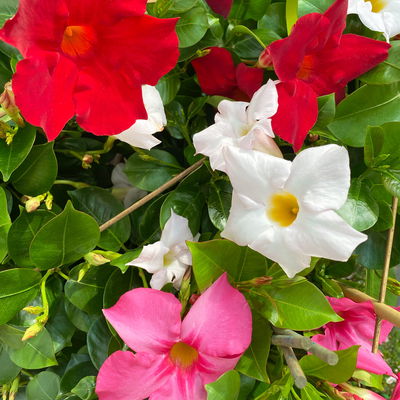 Dipladenie 'Trio' bunt, Doppelbogen, TopfØ 17cm,  Höhe ca. 70cm