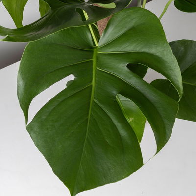 Monstera deliciosa, Topf-Ø 19 cm, am biobasierten Kletterstab, Höhe ca. 80 cm