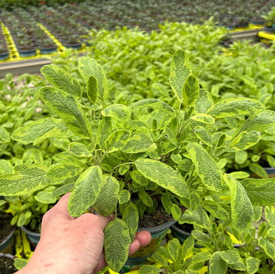 Bio Goldsalbei, Topf-Ø 12cm