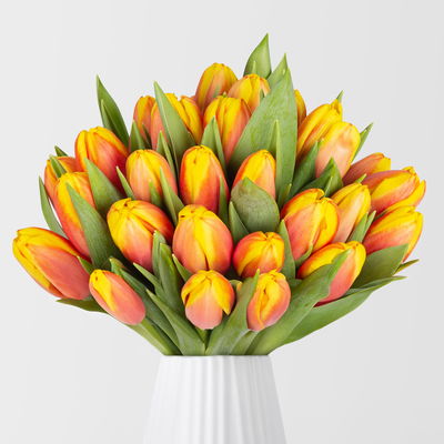 30 rot/gelbe Tulpen 30 rot/gelbe Tulpen