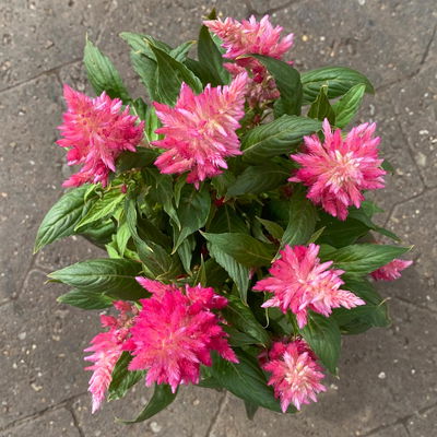 Celosia 'Kelos Fire Pink' pink, Topf-Ø 12 cm, 6 Sückt