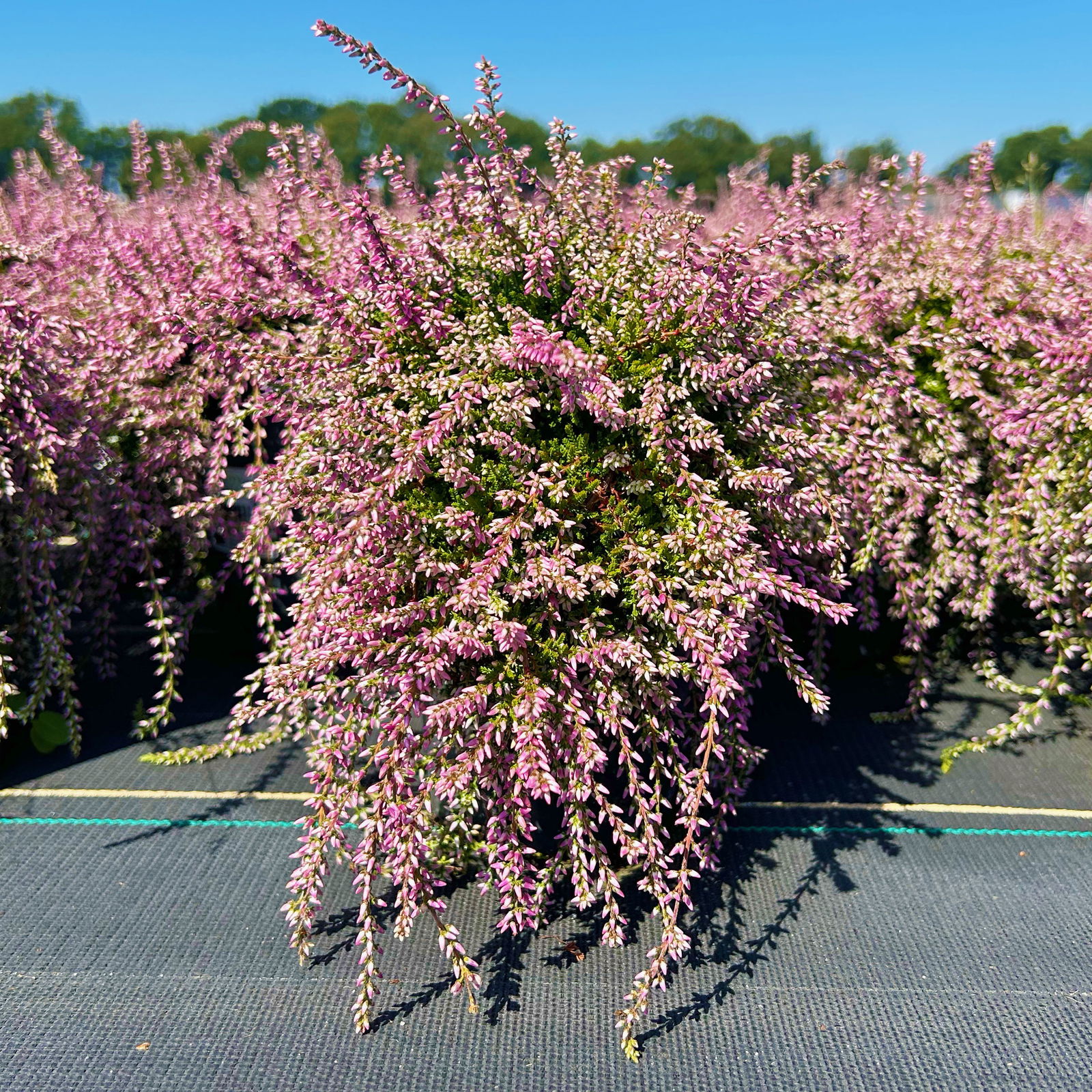 Calluna hängend rosa, grünlaubig, Topf-Ø 12 cm, 3 Stück