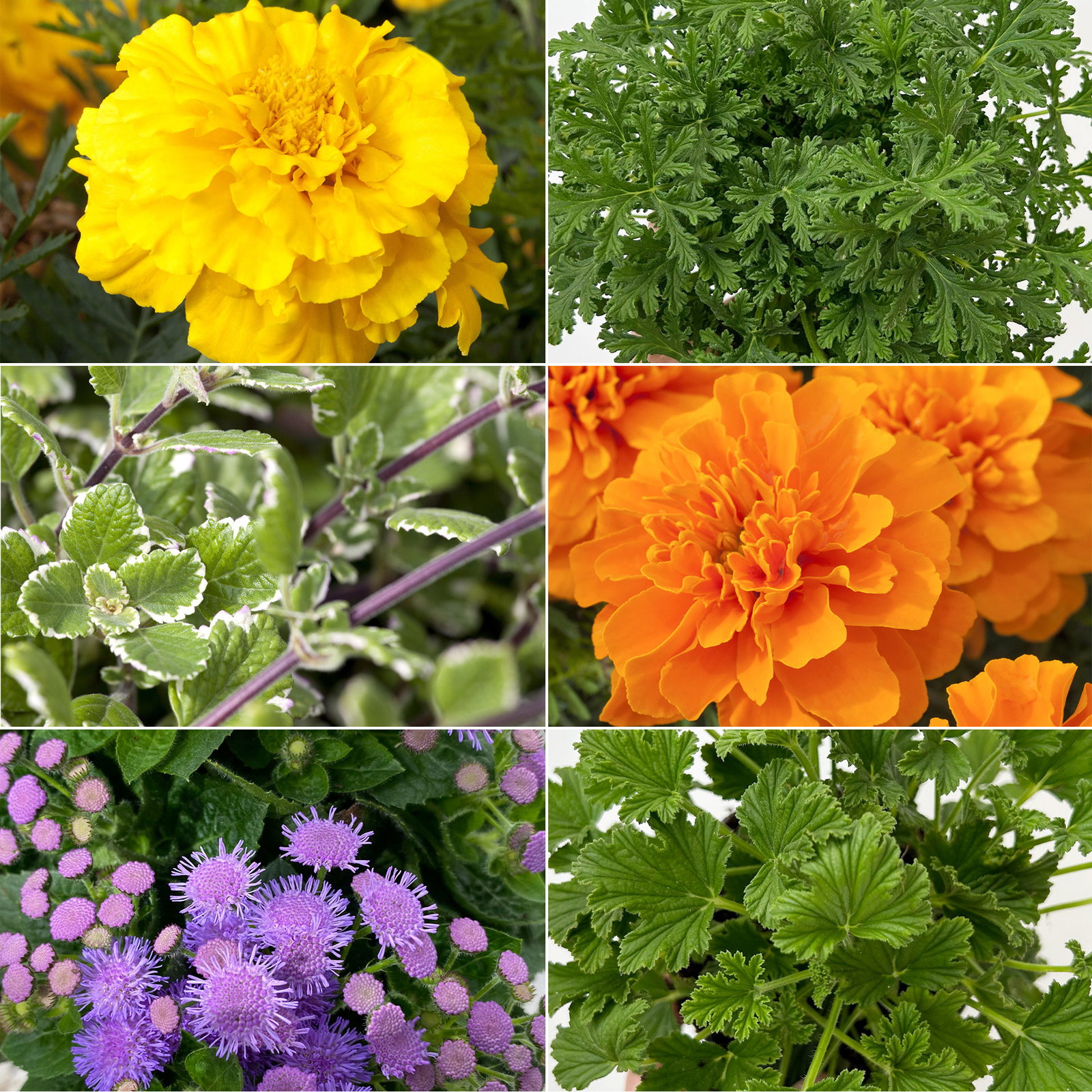 Pflanzenkreation 'No Mosquito', 12 Pflanzen inkl. Erde und Dünger