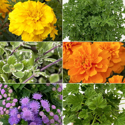 Pflanzenkreation 'No Mosquito', 12 Pflanzen inkl. Erde und Dünger