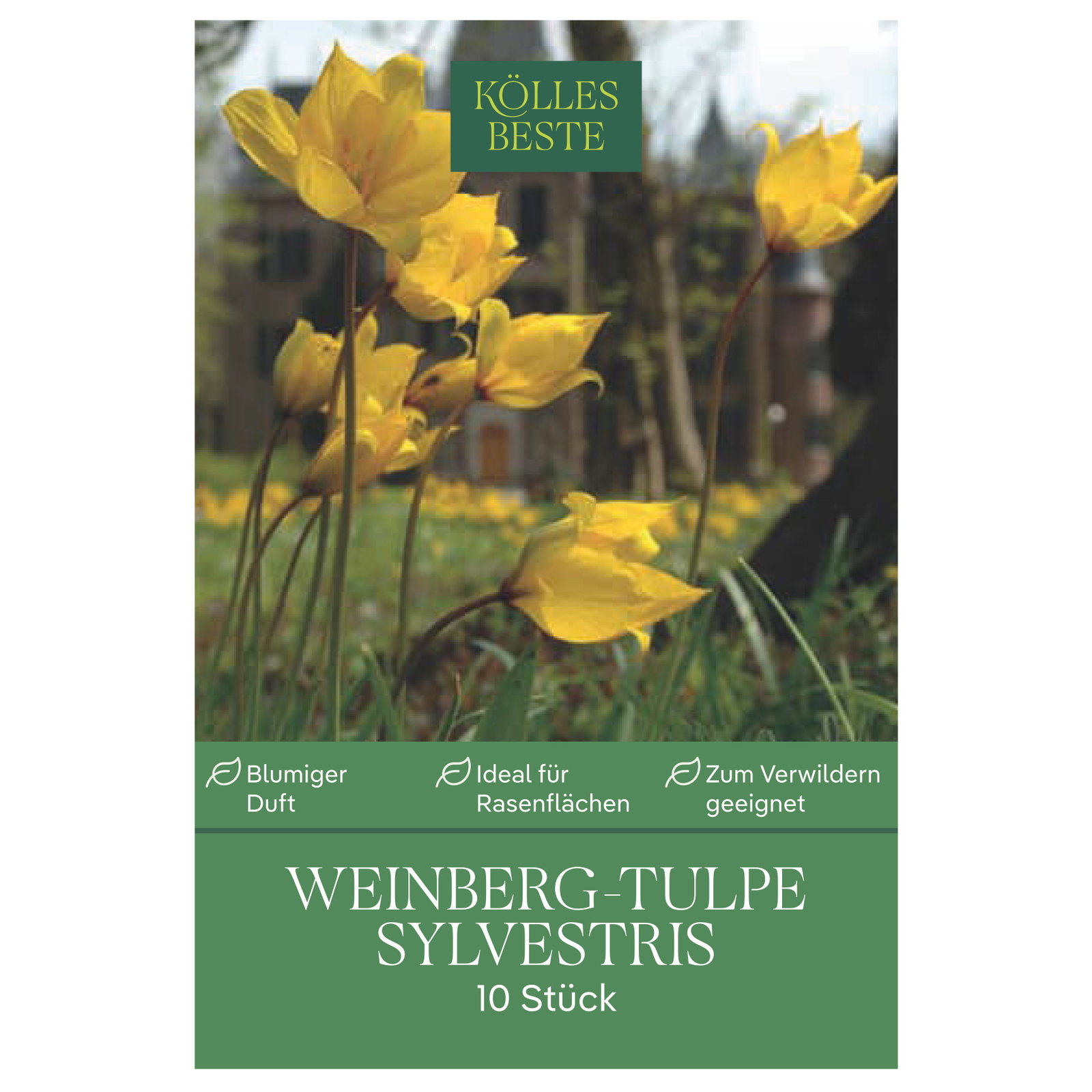 Kölles Beste Weinberg-Tulpenzwiebel 'Sylvestris', 10 Blumenzwiebeln Kölles Beste Weinberg-Tulpenzwiebel 'Sylvestris', 10 Blumenzwiebeln