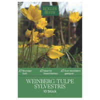 Kölles Beste Weinberg-Tulpenzwiebel 'Sylvestris', 10 Blumenzwiebeln Kölles Beste Weinberg-Tulpenzwiebel 'Sylvestris', 10 Blumenzwiebeln