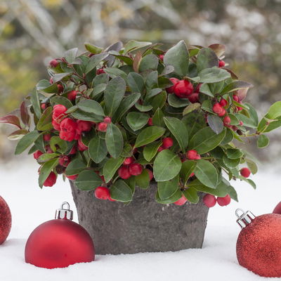 Scheinbeere, Topf-Ø 13 cm, 6 Stück Scheinbeere, Topf-Ø 13 cm, 6 Stück