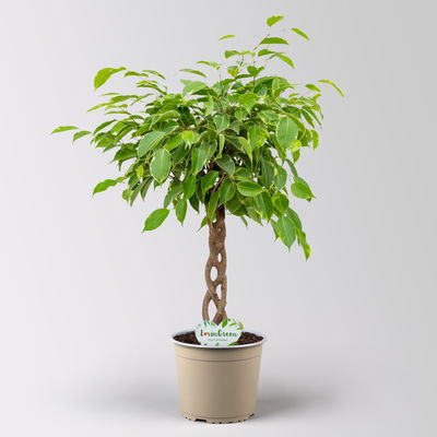 Birkenfeige 'Golden King', Flechtstamm, Topf-Ø 17 cm, Höhe ca. 65 cm Birkenfeige 'Golden King', Flechtstamm, Topf-Ø 17 cm, Höhe ca. 65 cm