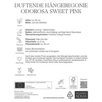 Kölles Beste Duftende Hängebegonie Odorosa Sweet Pink, 3 Blumenknollen