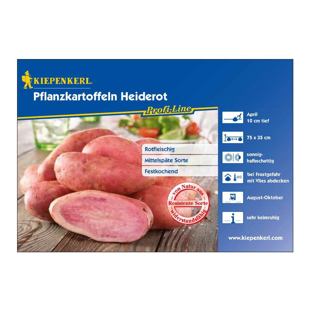 Pflanzkartoffel, Solanum tuberosum 'Heiderot', rot, 5 Stück, 425 g