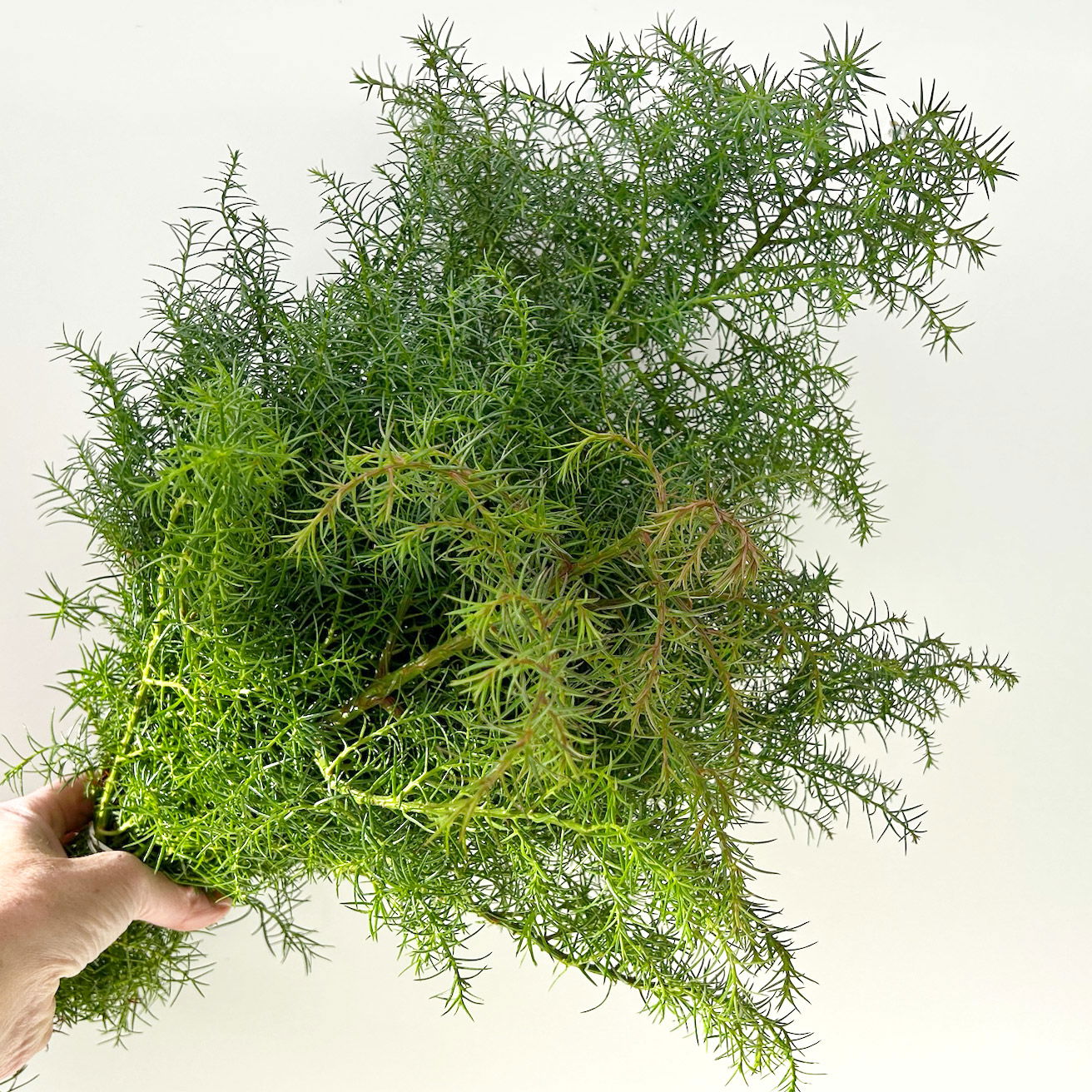 Sicheltanne im Handbund, 3 Bund Sicheltanne im Handbund, 3 Bund