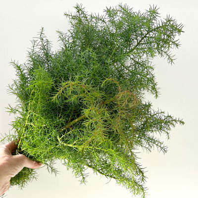 Sicheltanne im Handbund, 3 Bund Sicheltanne im Handbund, 3 Bund