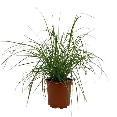 Buntes Lampenputzergras 'Sky Rocket' bunt, Topf-Ø 19 cm