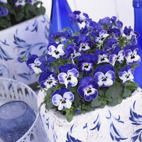 Hornveilchen 'Sorbet XP Delft Blue' blau-weiß, Topf-Ø 13 cm, 6 Pflanzen