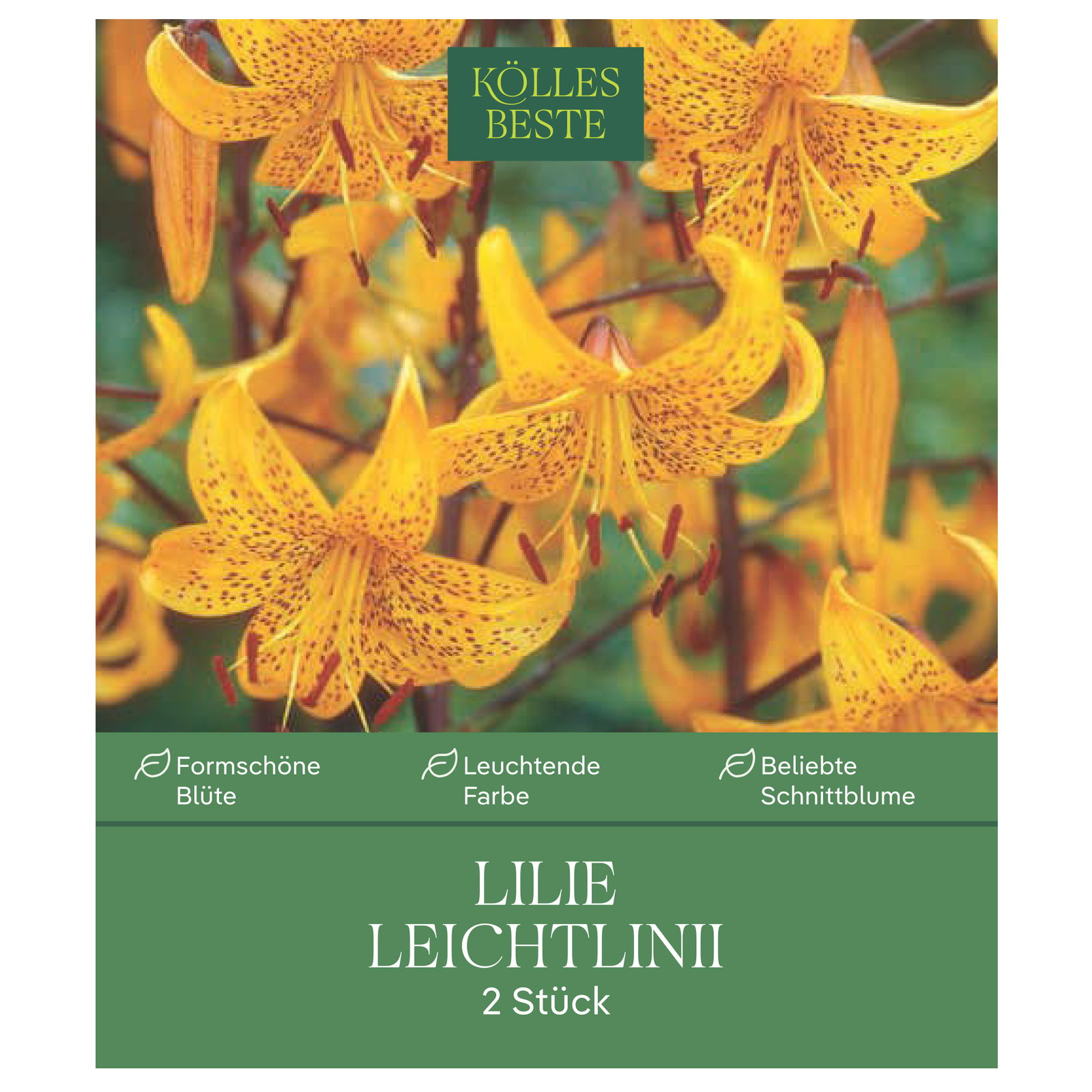 Kölles Beste XXL Lilien 'Leichtlinii', 2 Blumenknollen