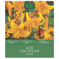 Kölles Beste XXL Lilien 'Leichtlinii', 2 Blumenknollen