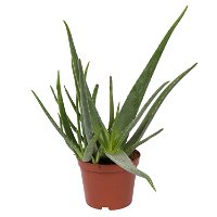 Aloe vera, Topf-Ø 21 cm Höhe ca. 60 cm