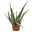 Aloe vera, Topf-Ø 21 cm Höhe ca. 60 cm