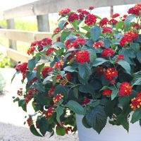 Wandelröschen, rot, Topf-Ø 12 cm, 3 Pflanzen