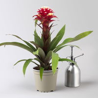 Guzmania 'Francesca', lila-weiß, Topf-Ø 12 cm , Höhe ca. 40 cm, 2 Pflanzen