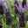 Lavendel 'Purple Flag' violett, Topf-Ø 17 cm, 2er-Set