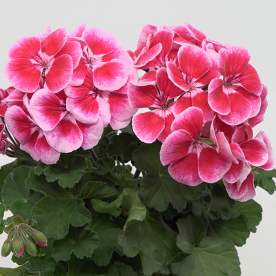 Geranie, rot-rosa, stehend, Topf-Ø 13 cm, 6 Pflanzen Geranie, rot-rosa, stehend, Topf-Ø 13 cm, 6 Pflanzen
