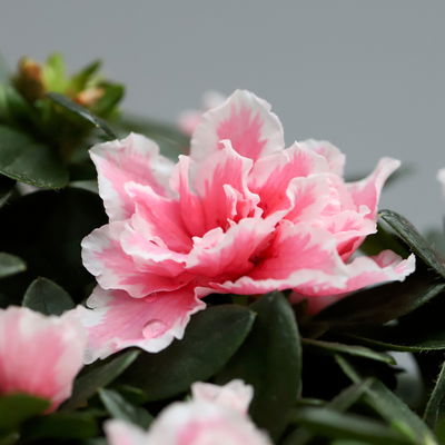 Azalee, rosa-weiß gefüllt im Keramiktopf Dallas anthrazit, Topf-Ø 12 cm, 3er-Set