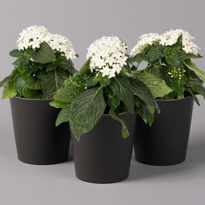 Pentas lanceolata in Keramiktopf Dallas weiß, Weißtöne, Topf-Ø 12 cm