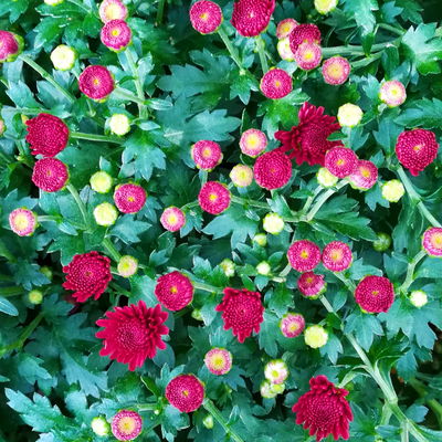 Chrysanthemen, gelb-bronze-rot, Topf-Ø 19 cm, 3 Pflanzen Chrysanthemen, gelb-bronze-rot, Topf-Ø 19 cm, 3 Pflanzen