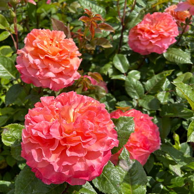 Duftende Edelrose 'Augusta Luise®', rose - aprikot, Topf 5 Liter Duftende Edelrose 'Augusta Luise®', rose - aprikot, Topf 5 Liter