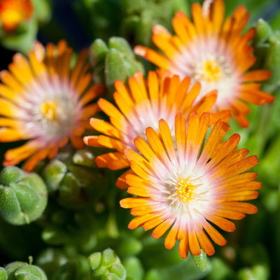 Mittagsblume, Farben zufällig, Topf-Ø 12 cm, 6er-Set