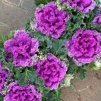 Zierkohl, grün-lila, kraus, Topf-Ø 12 cm, 6 Pflanzen