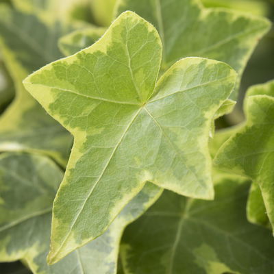 Grabbepflanzung Herbst, gelb-grün, 12 Pflanzen Grabbepflanzung Herbst, gelb-grün, 12 Pflanzen