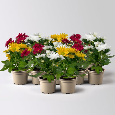 Chrysantheme Mini 'Swifty', Mix zufällig, Topf-Ø 6 cm, 12 Pflanzen Chrysantheme Mini 'Swifty', Mix zufällig, Topf-Ø 6 cm, 12 Pflanzen
