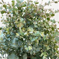 Eukalyptus, Busch, Topf-Ø 33 cm, 2er-Set