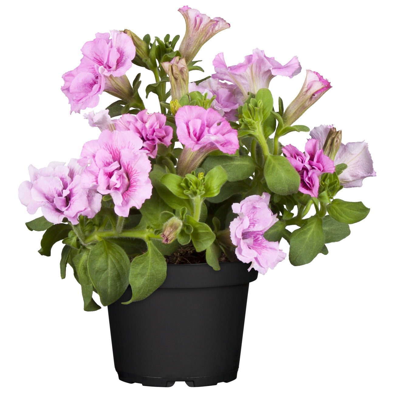 Petunie rosa, gefüllt, hängend, Topf-Ø 13 cm, 6 Pflanzen