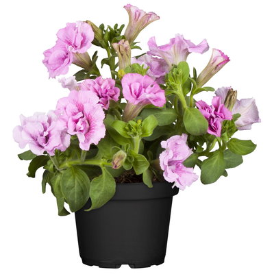 Petunie rosa, gefüllt, hängend, Topf-Ø 13 cm, 6 Pflanzen Petunie rosa, gefüllt, hängend, Topf-Ø 13 cm, 6 Pflanzen