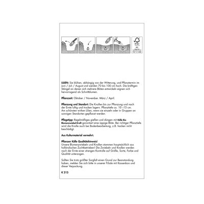 XXL Asiatische Lilie 'Elodie', rosa, Größe 16/18, 2 Blumenknollen