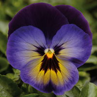 Stiefmütterchen 'Matrix Midnight Glow®' blau, Topf-Ø 13 cm, 6 Pflanzen