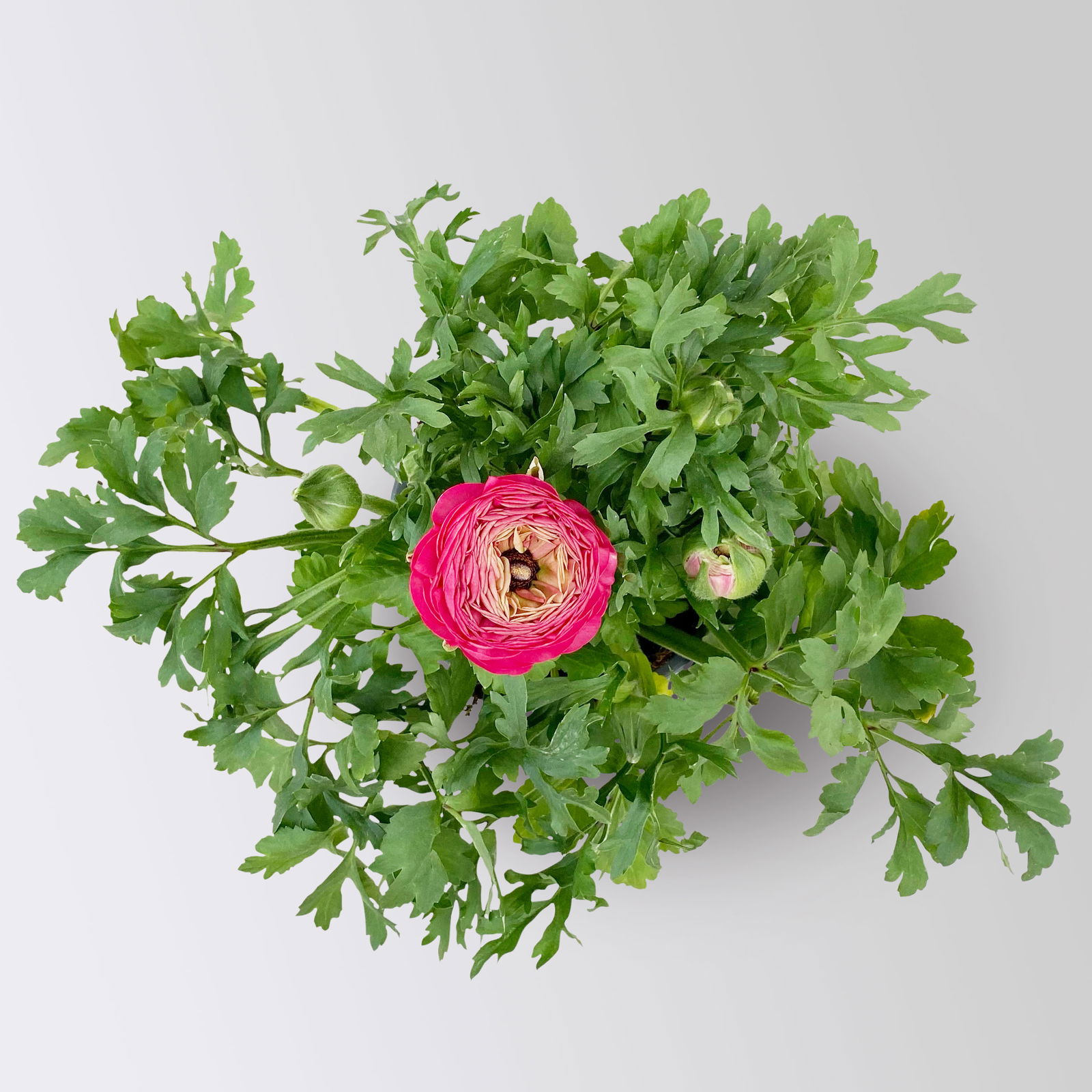 Ranunkel, rosa, Topf-Ø 13 cm, 6 Pflanzen