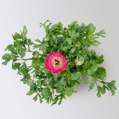 Ranunkel, rosa, Topf-Ø 13 cm, 6 Pflanzen