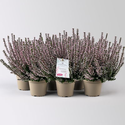 Calluna 'Garden Girls® Lönneby', rosa, Topf-Ø 13 cm, 6 Pflanzen
