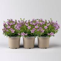 Glockenblume, rosa, Topf-Ø 10,5 cm, 3 Pflanzen